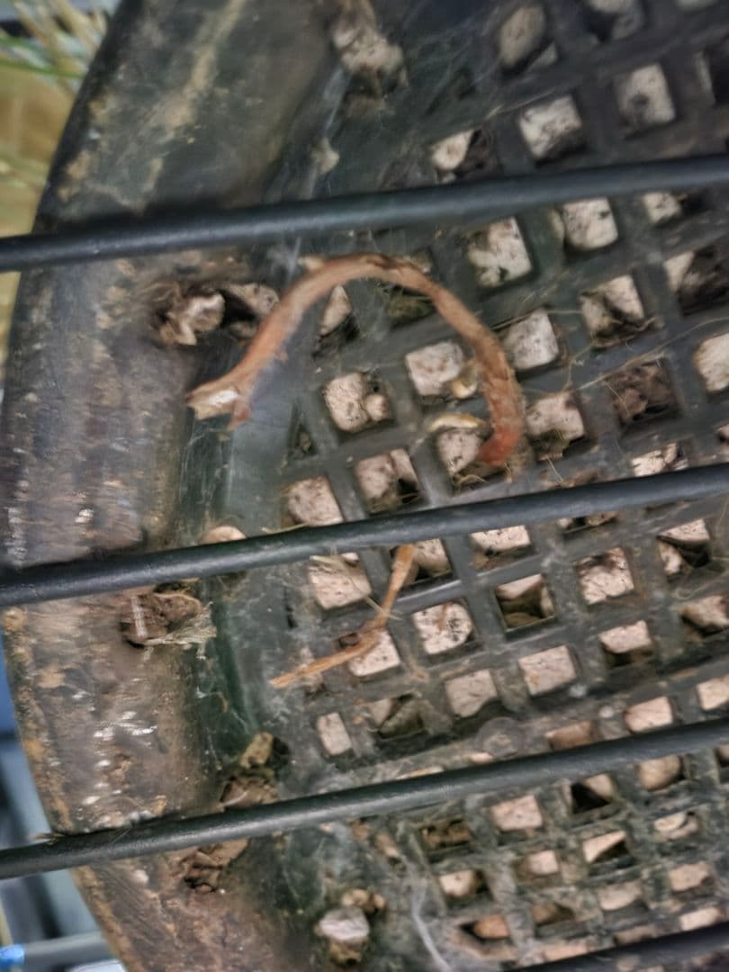 ユッカロストラータ 太株 (ほ)