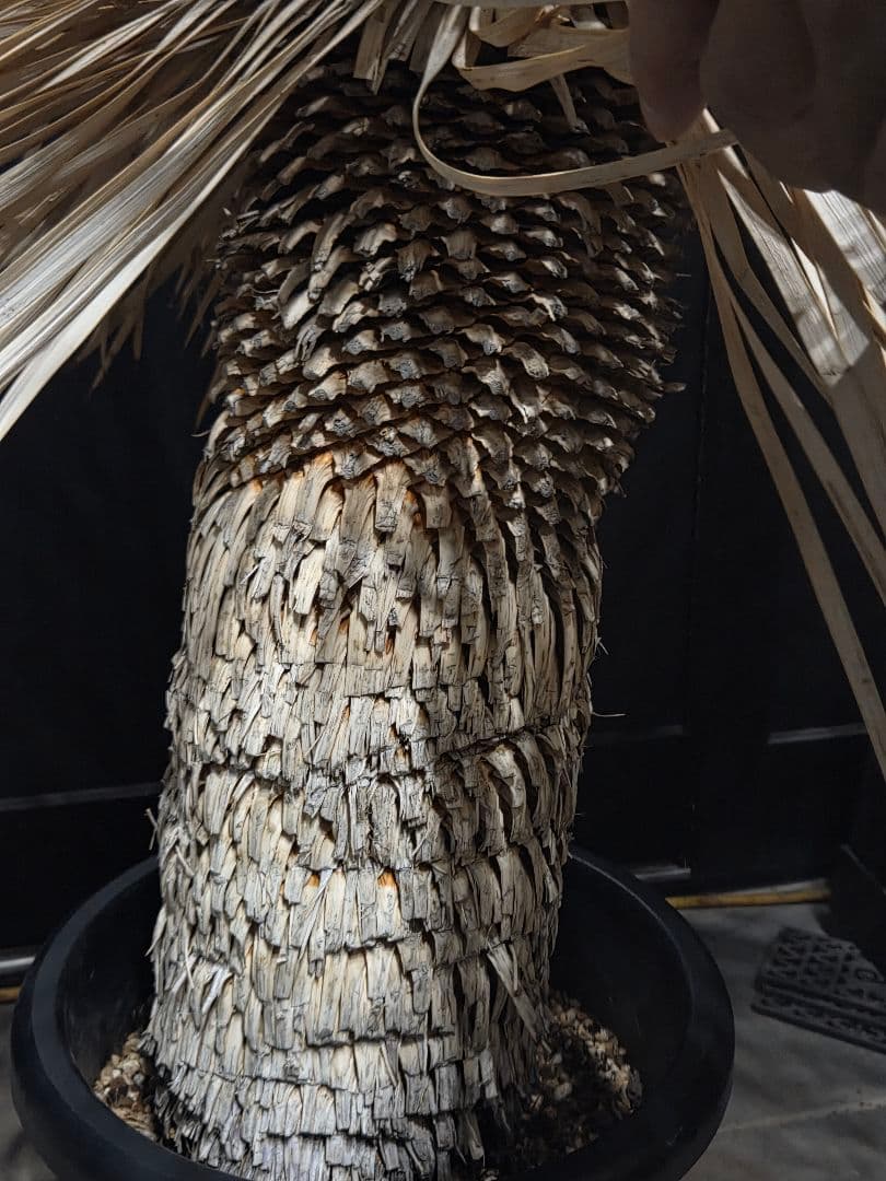 ユッカロストラータ 太株 (ほ)