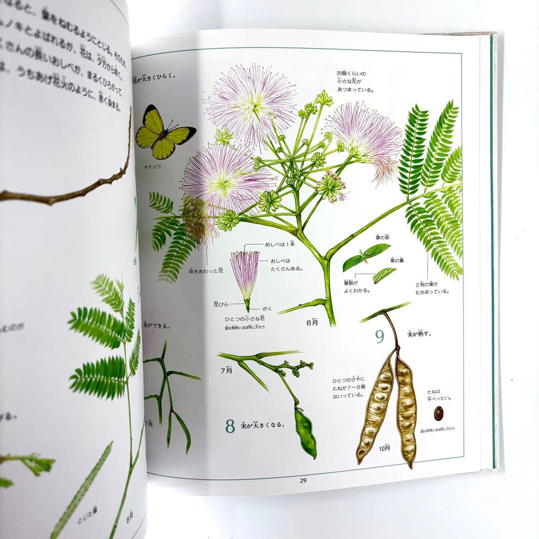 花と実の図鑑シリーズ1〜7巻セット / 斉藤謙綱 / 三原道弘 / 偕成社