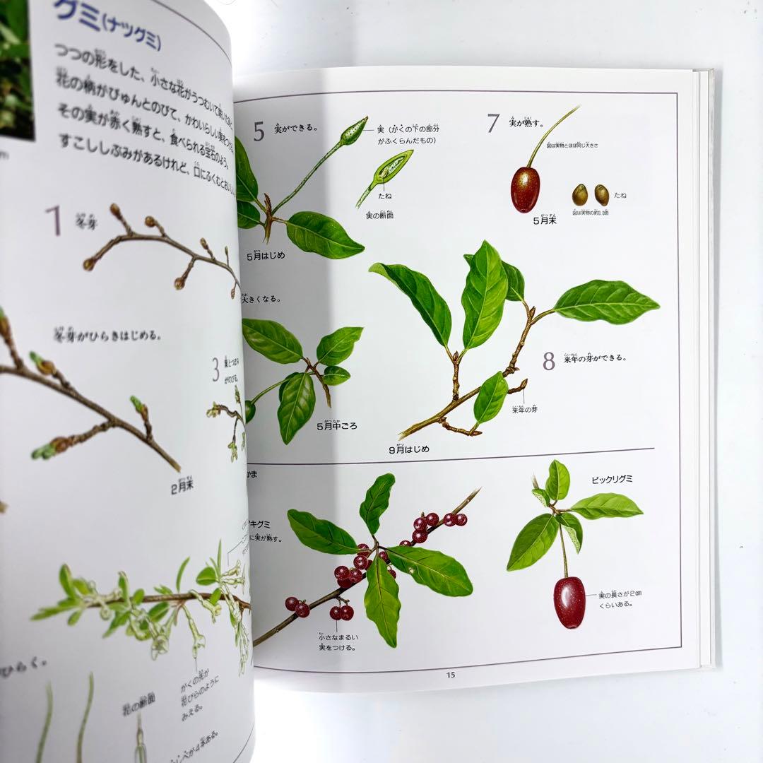 花と実の図鑑シリーズ1〜7巻セット / 斉藤謙綱 / 三原道弘 / 偕成社