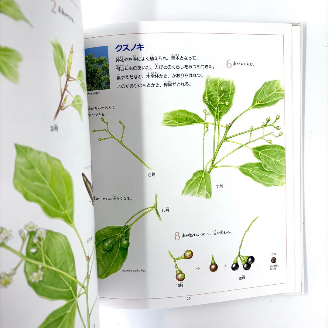 花と実の図鑑シリーズ1〜7巻セット / 斉藤謙綱 / 三原道弘 / 偕成社