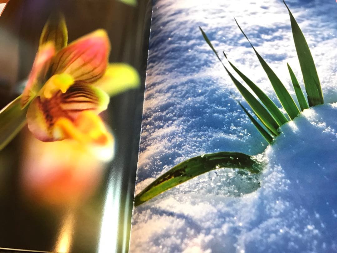 PLANTWORLDS アンドレア・ジョーンズ 植物写真集 洋書