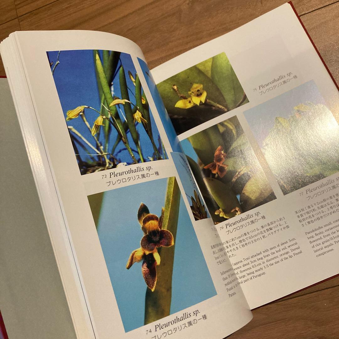 野生ラン 写真集「艶蘭亭 ADELANTE - パラグアイの野生蘭と甲虫」小山貢