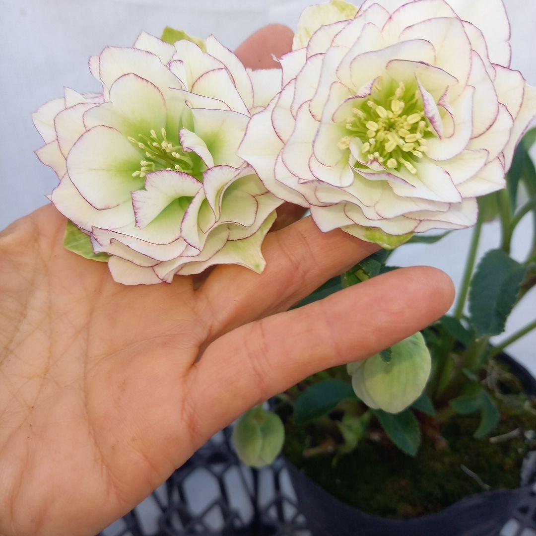 専用、清楚な糸ピコ⭐クリスマスローズ、大苗、開花株