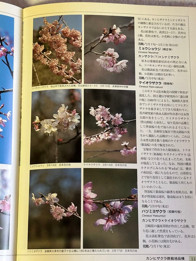 新日本の桜　　山と渓谷社 初版第一版　絶版　図鑑