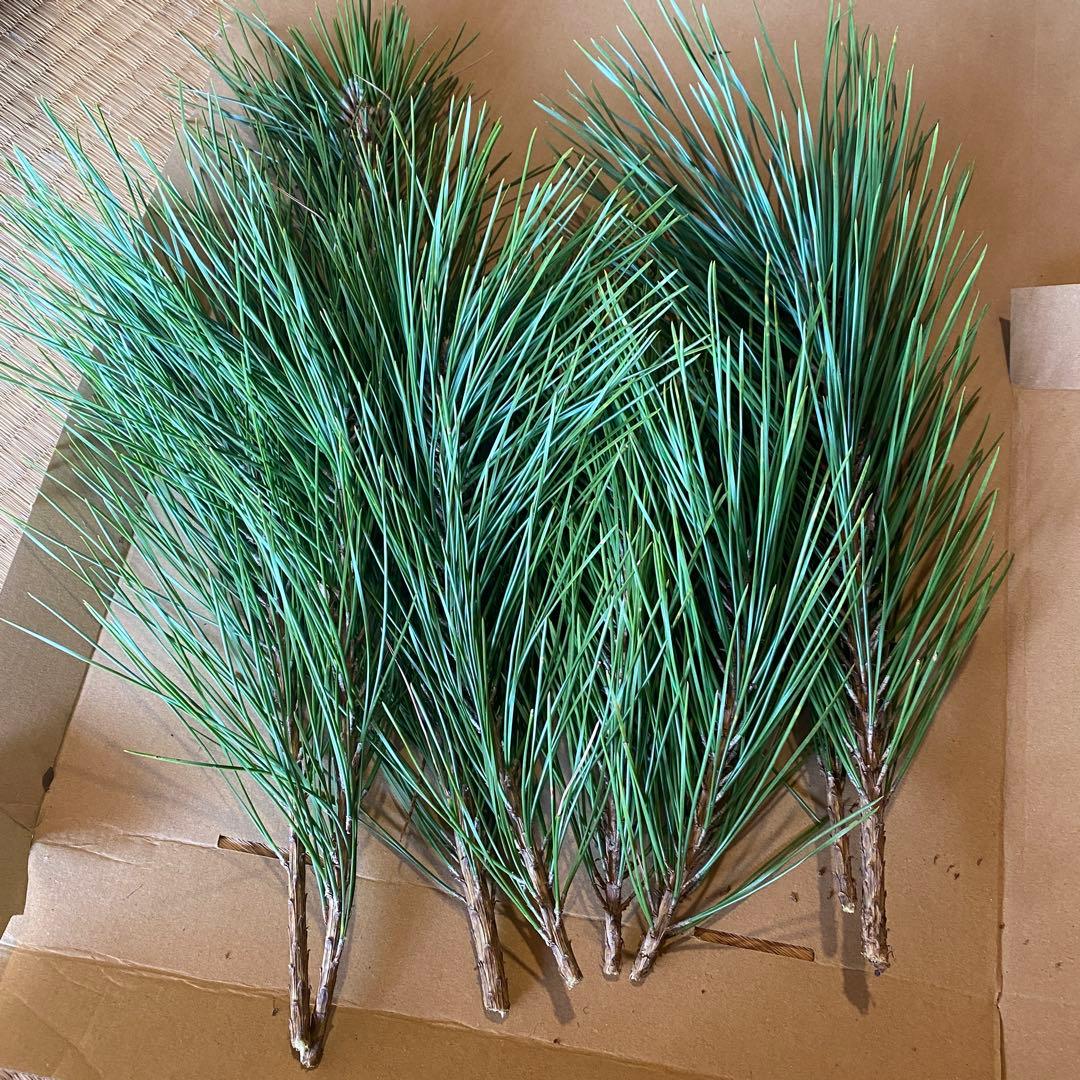 【二箱分いっぱい】松　みかん箱ダンボールぱんぱんに詰めます！　松葉