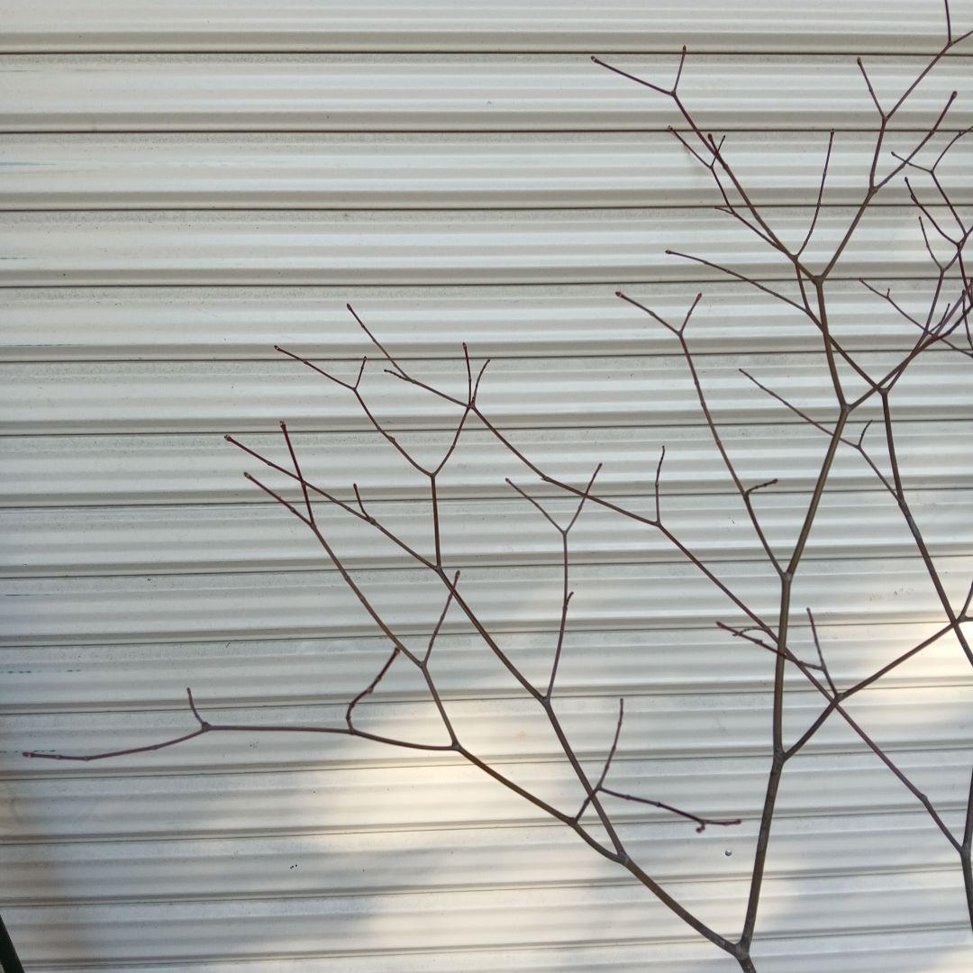 ハウチワカエデ　山採り