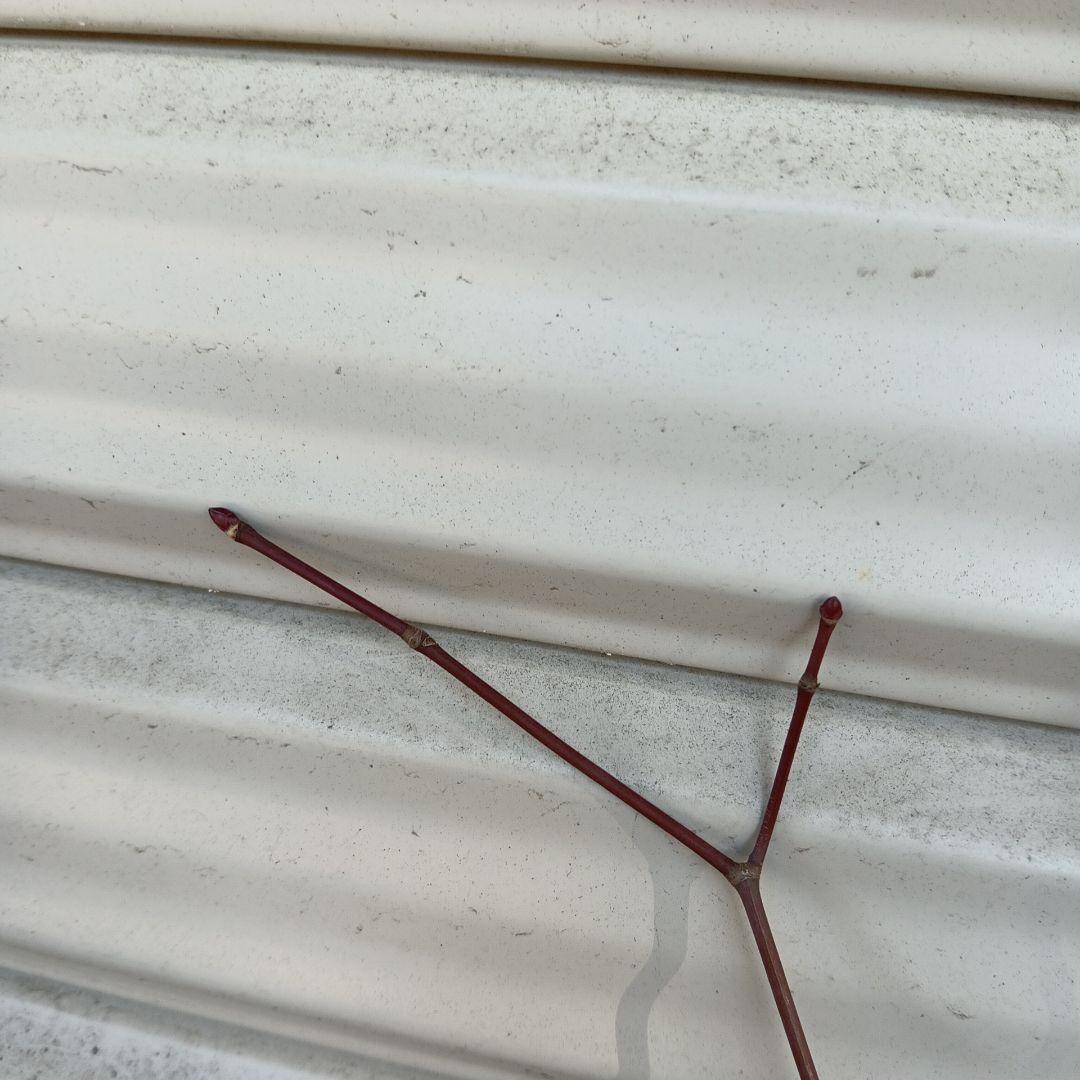 ハウチワカエデ　山採り