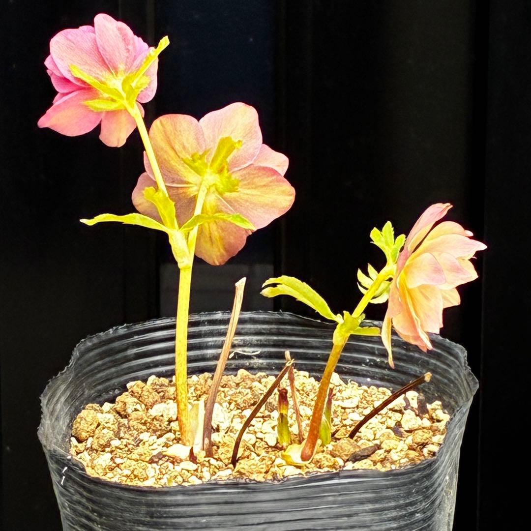 3872☘️2年間管理株☘️⭐️夕焼けアプリ⭐️オーレア⭐️広瀬園芸⭐️