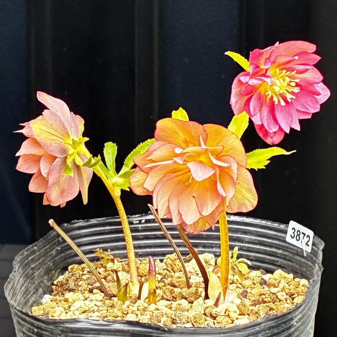 3872☘️2年間管理株☘️⭐️夕焼けアプリ⭐️オーレア⭐️広瀬園芸⭐️