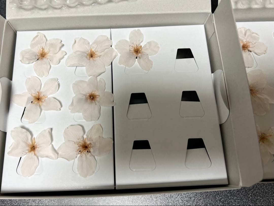 サクラ 桜のプリザーブドフラワー　ピンク色、さくらいろ　まとめ売り