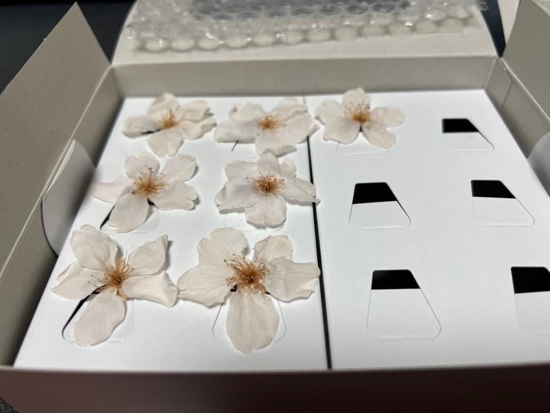 サクラ 桜のプリザーブドフラワー　ピンク色、さくらいろ　まとめ売り