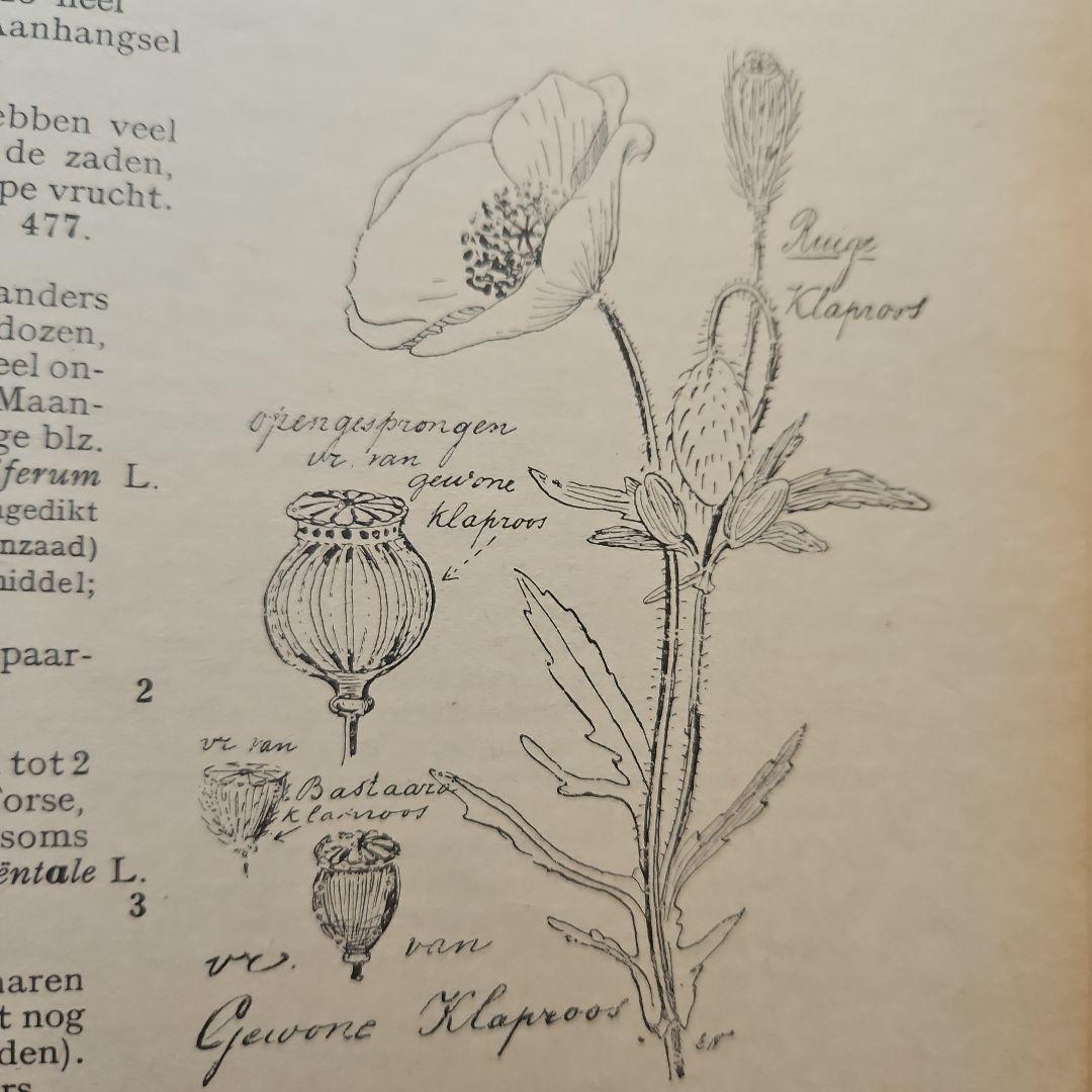 洋書　アンティーク　花図鑑 オランダ植物図鑑