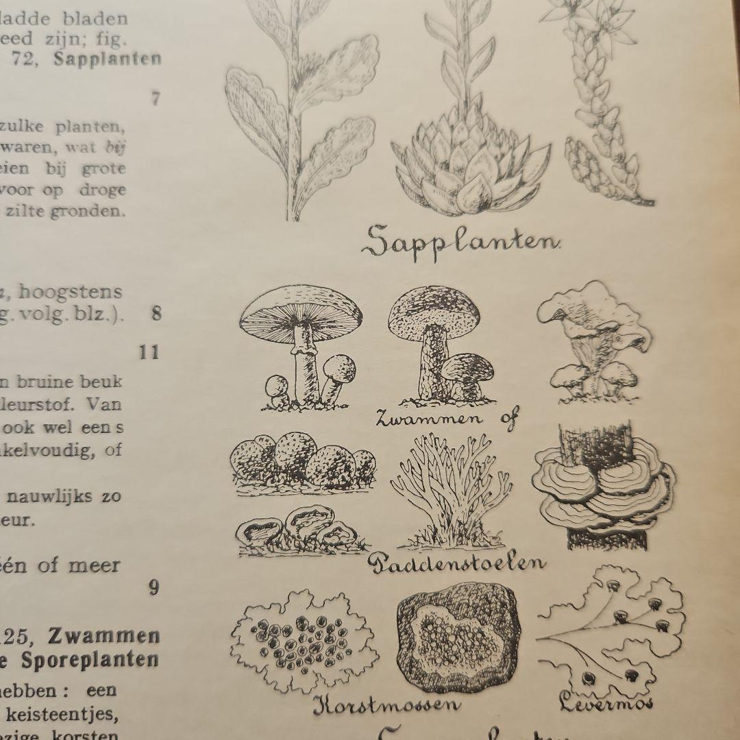 洋書　アンティーク　花図鑑 オランダ植物図鑑