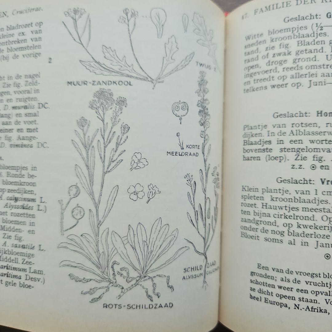 洋書　アンティーク　花図鑑 オランダ植物図鑑