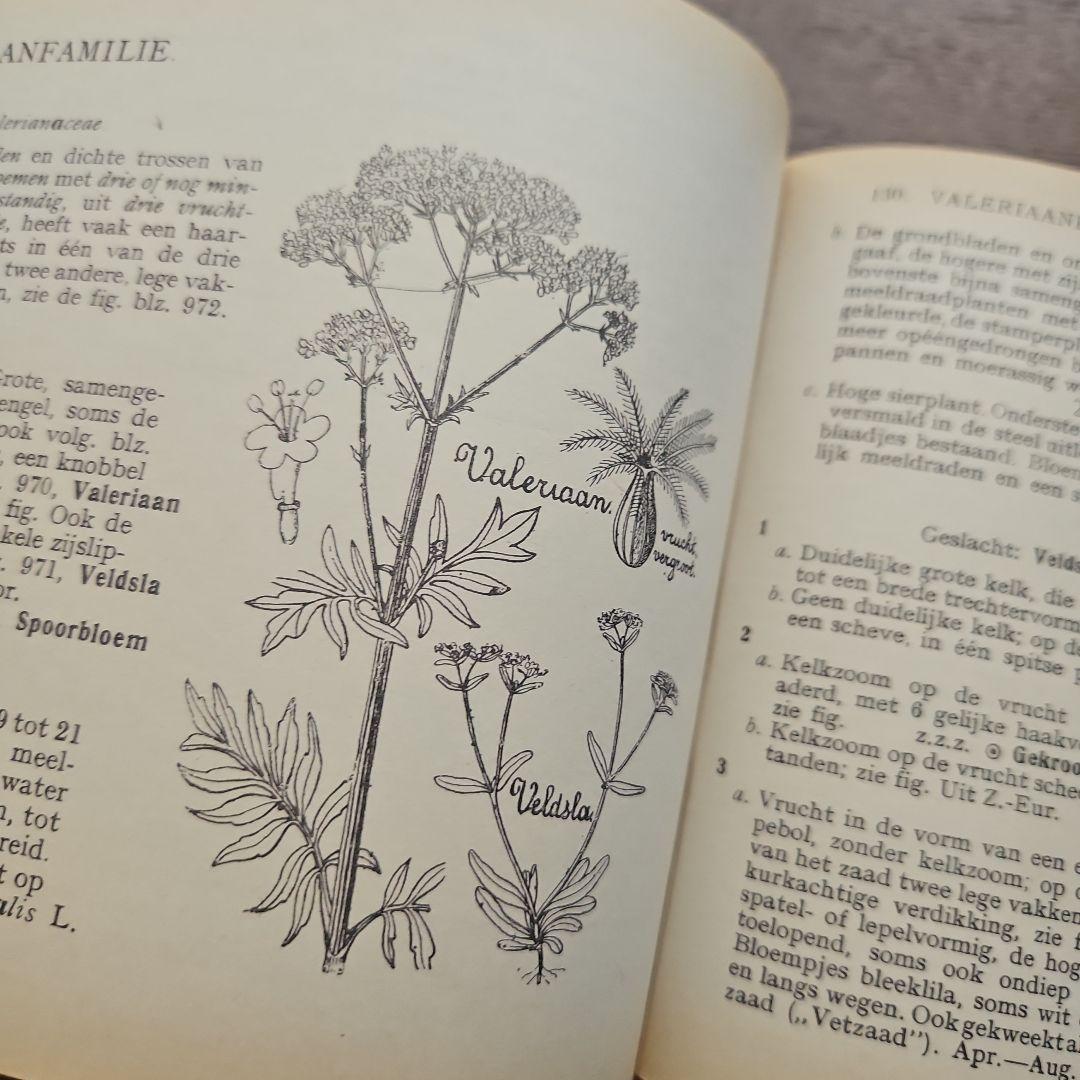 洋書　アンティーク　花図鑑 オランダ植物図鑑