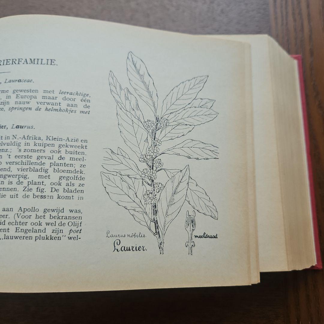 洋書　アンティーク　花図鑑 オランダ植物図鑑