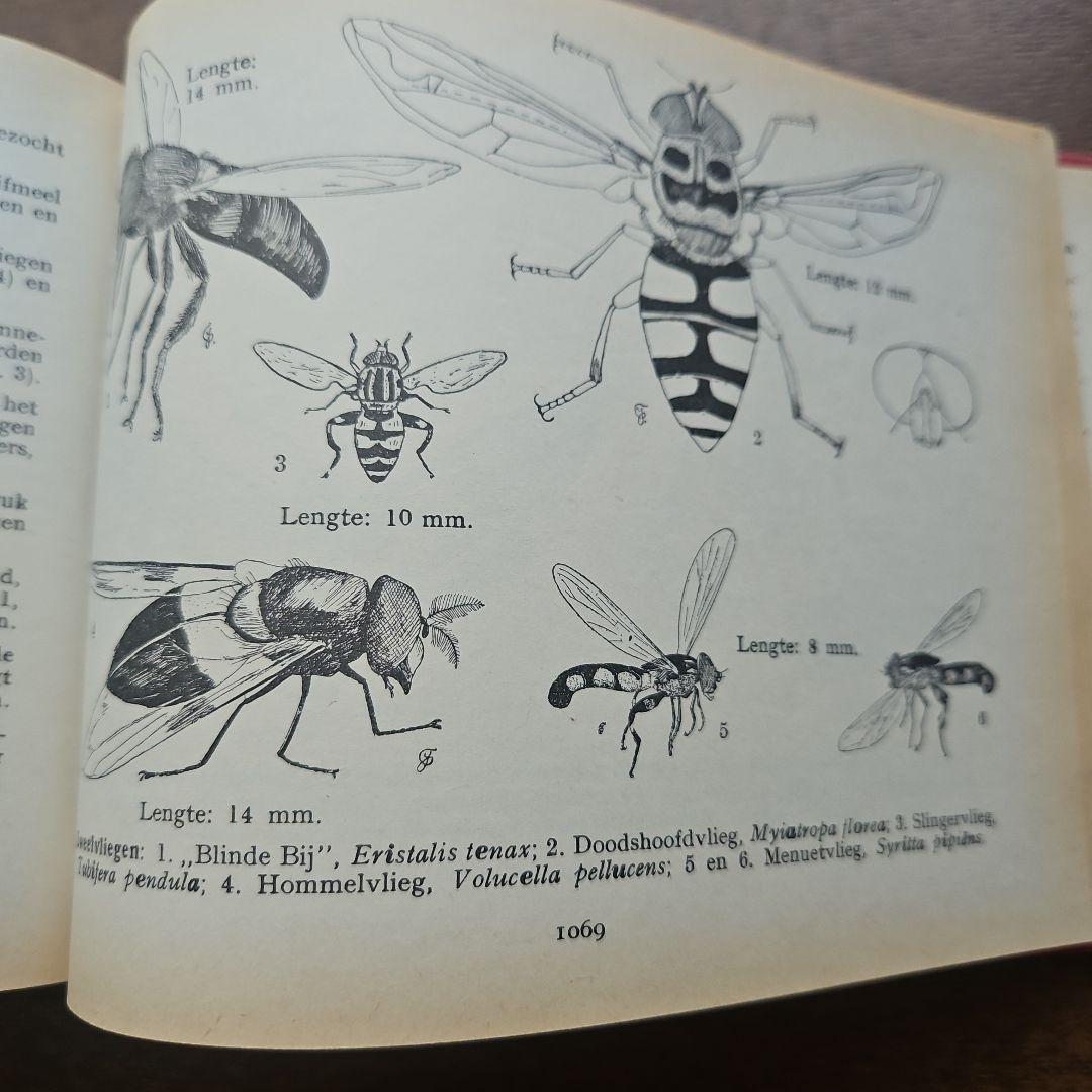 洋書　アンティーク　花図鑑 オランダ植物図鑑