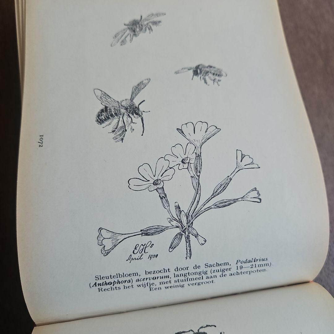 洋書　アンティーク　花図鑑 オランダ植物図鑑