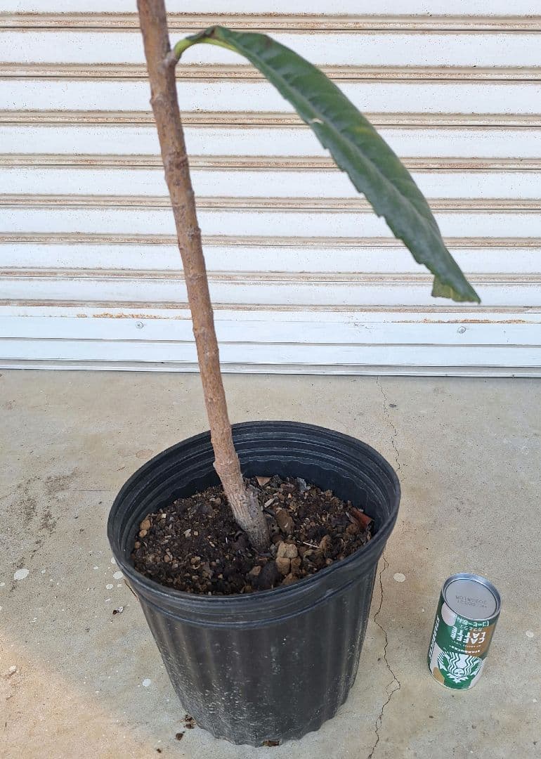 【専用商品】ビワ苗木【クィーン長崎】枇杷