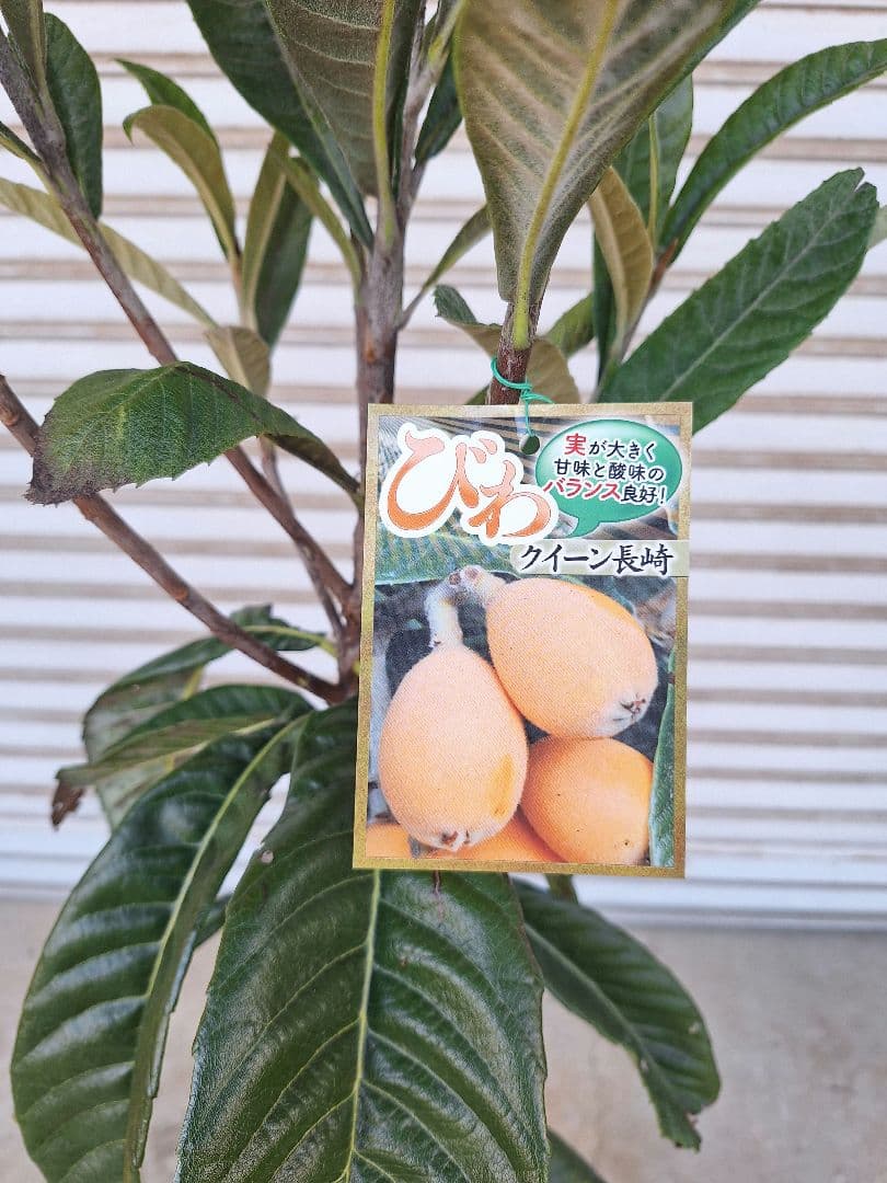 【専用商品】ビワ苗木【クィーン長崎】枇杷