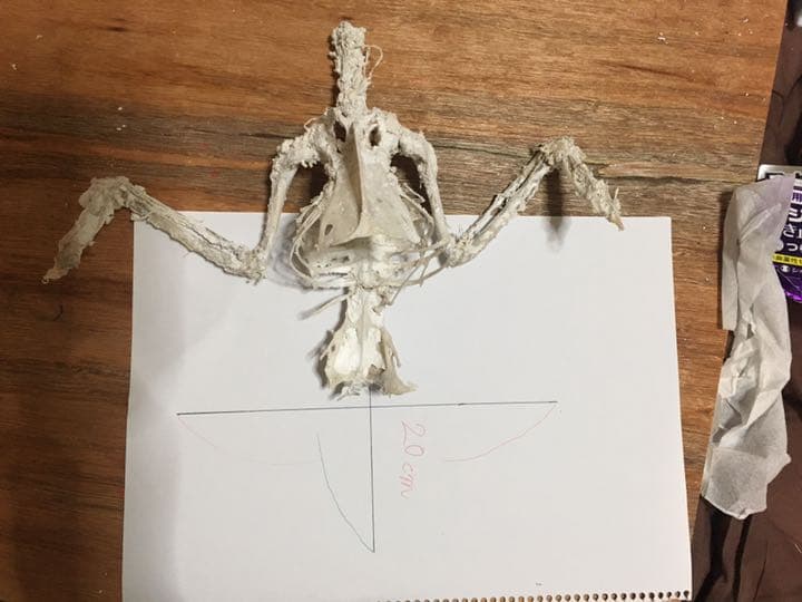 ハシブトカラスの骨格標本