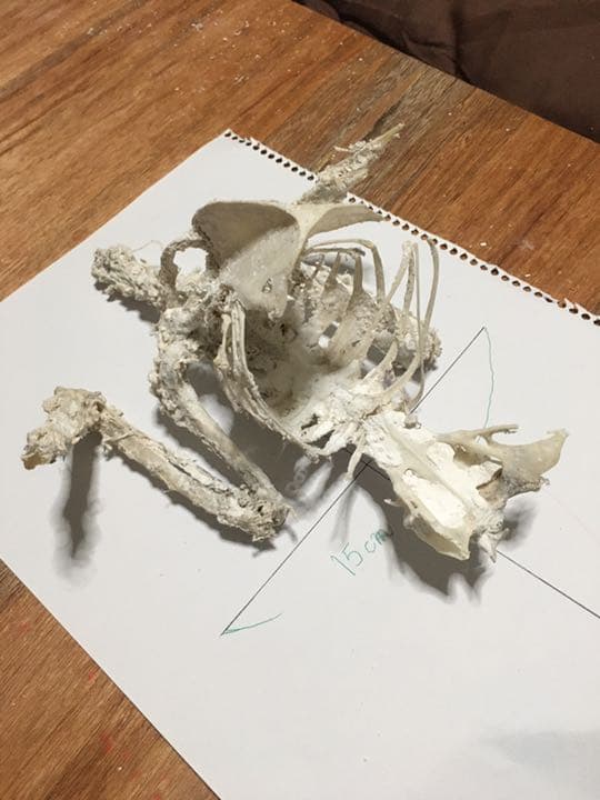 ハシブトカラスの骨格標本