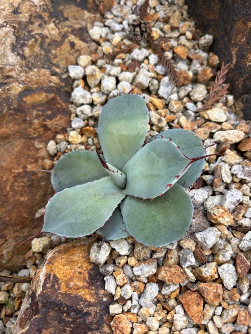 ユッカ グロリオサ　散り斑　トランカータ　３点セット