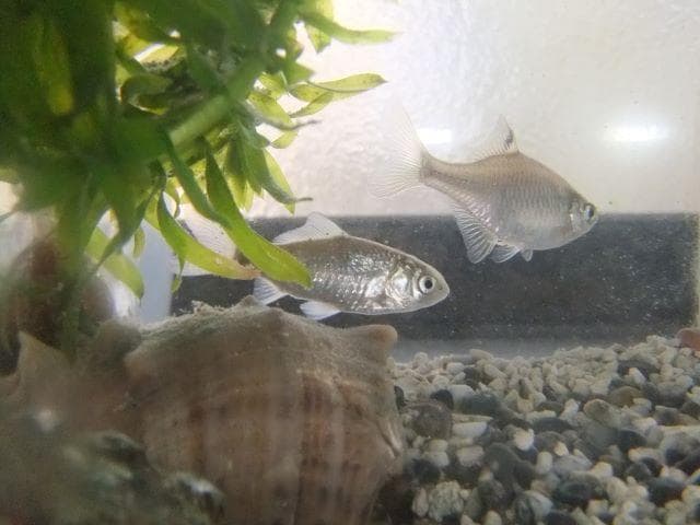 和竿　竹竿　タナゴ竿　古竹矢竹57－Ⅾ8