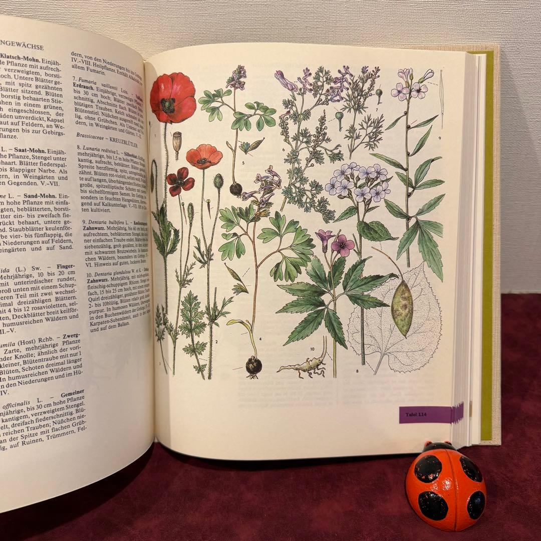 14①1981年ドイツ語版植物図鑑　ジャンクジャーナル　洋書古書　ボタンニカル
