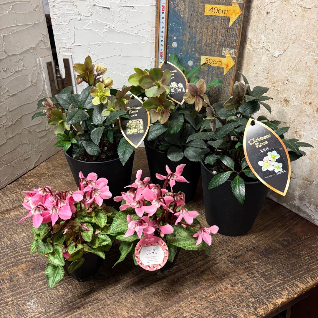【専用商品】　カトレア　アマリロ　シクラメン　クリスマスローズ