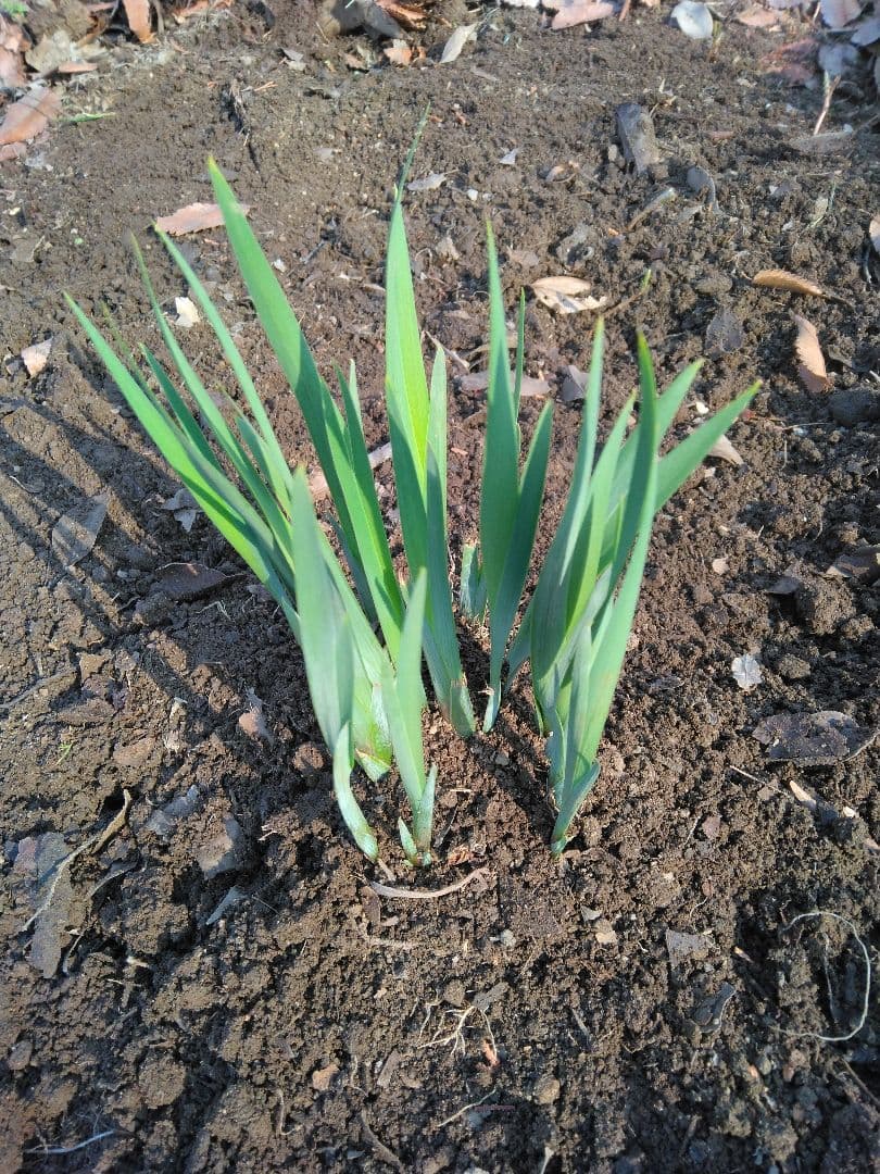 ❤アヤメ苗　100芽以上