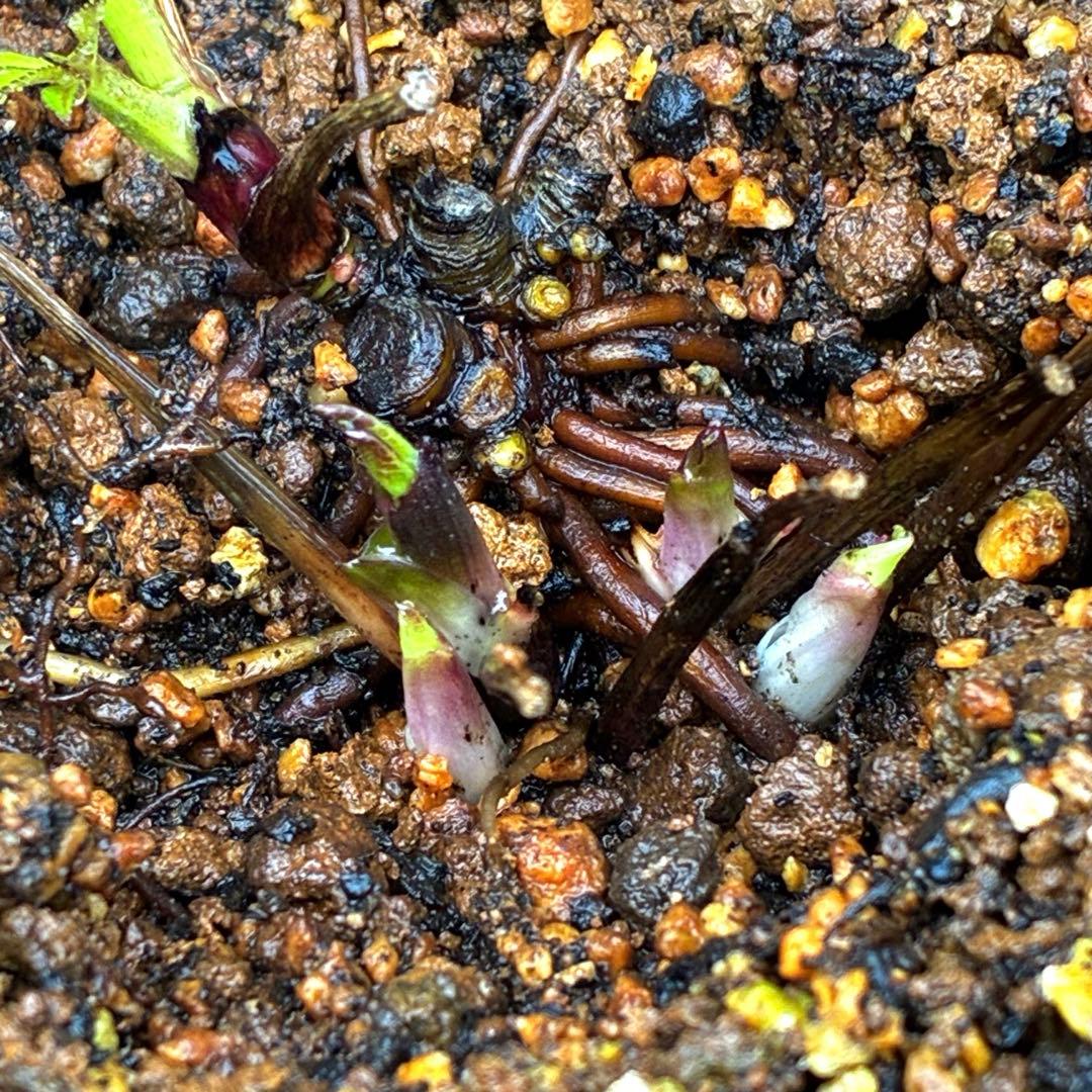 3882☘️2年間管理株☘️沢山新芽☘️⭐️チビチビ超コンパクト⭐️超小輪⭐️広瀬園芸⭐️