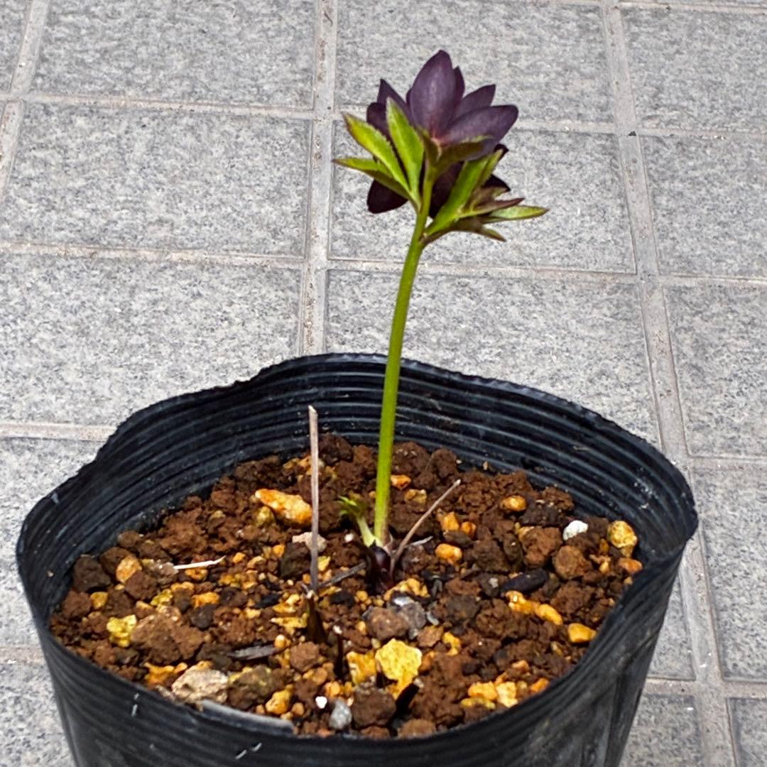 3882☘️2年間管理株☘️沢山新芽☘️⭐️チビチビ超コンパクト⭐️超小輪⭐️広瀬園芸⭐️