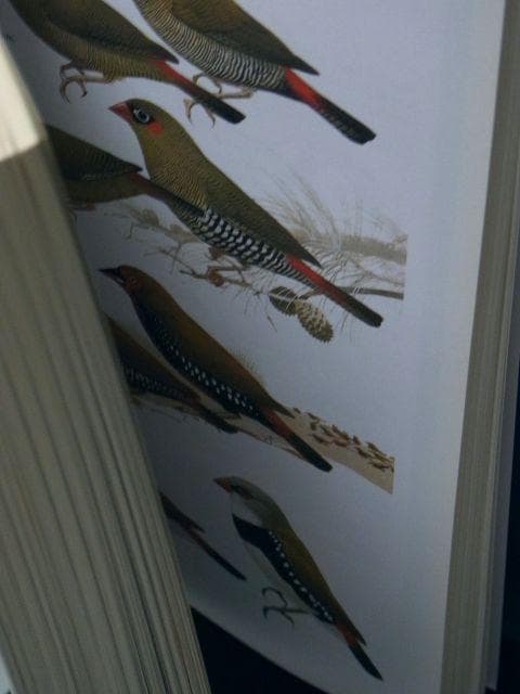 オーストラリア野鳥識別ガイドの海外書籍(英語)カラーのイラスト2500点
