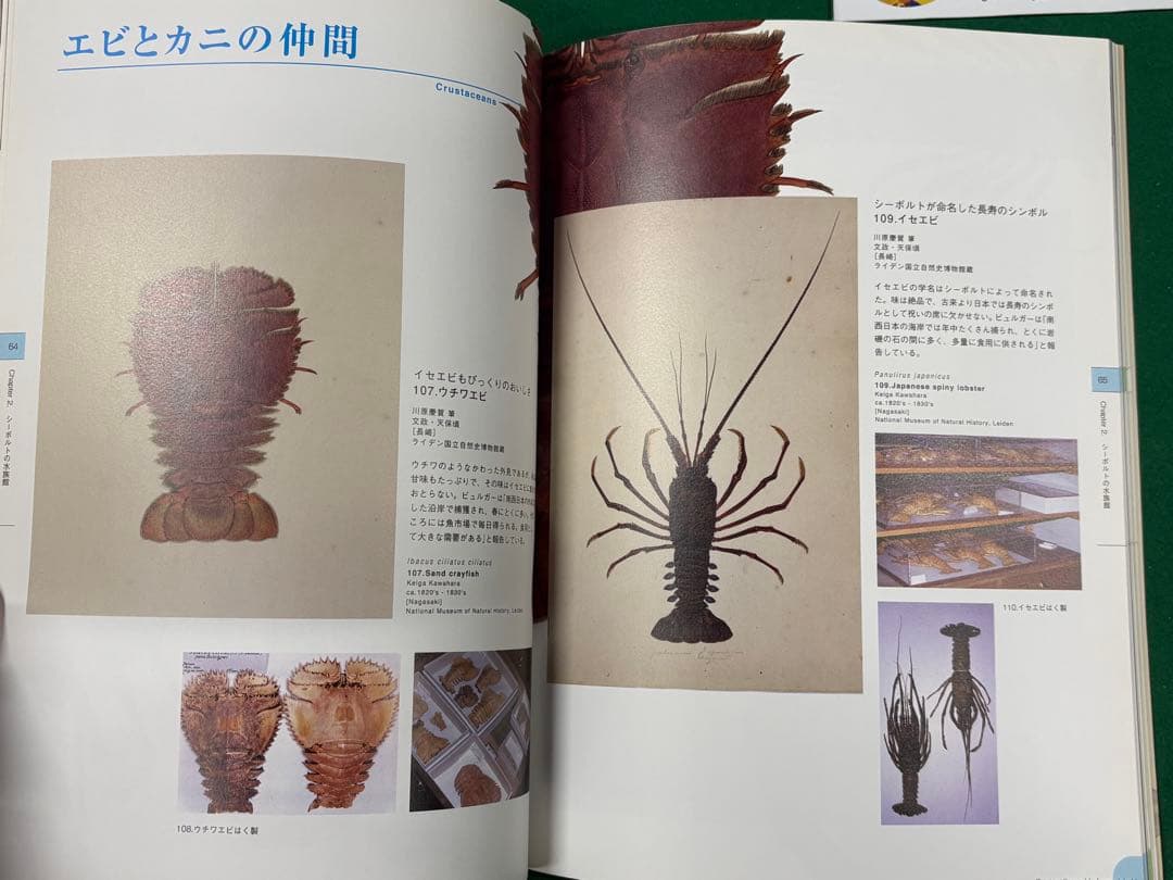 図録【シーボルトの水族館】正誤表、チケット半券、フライヤー付　川原慶賀 長崎