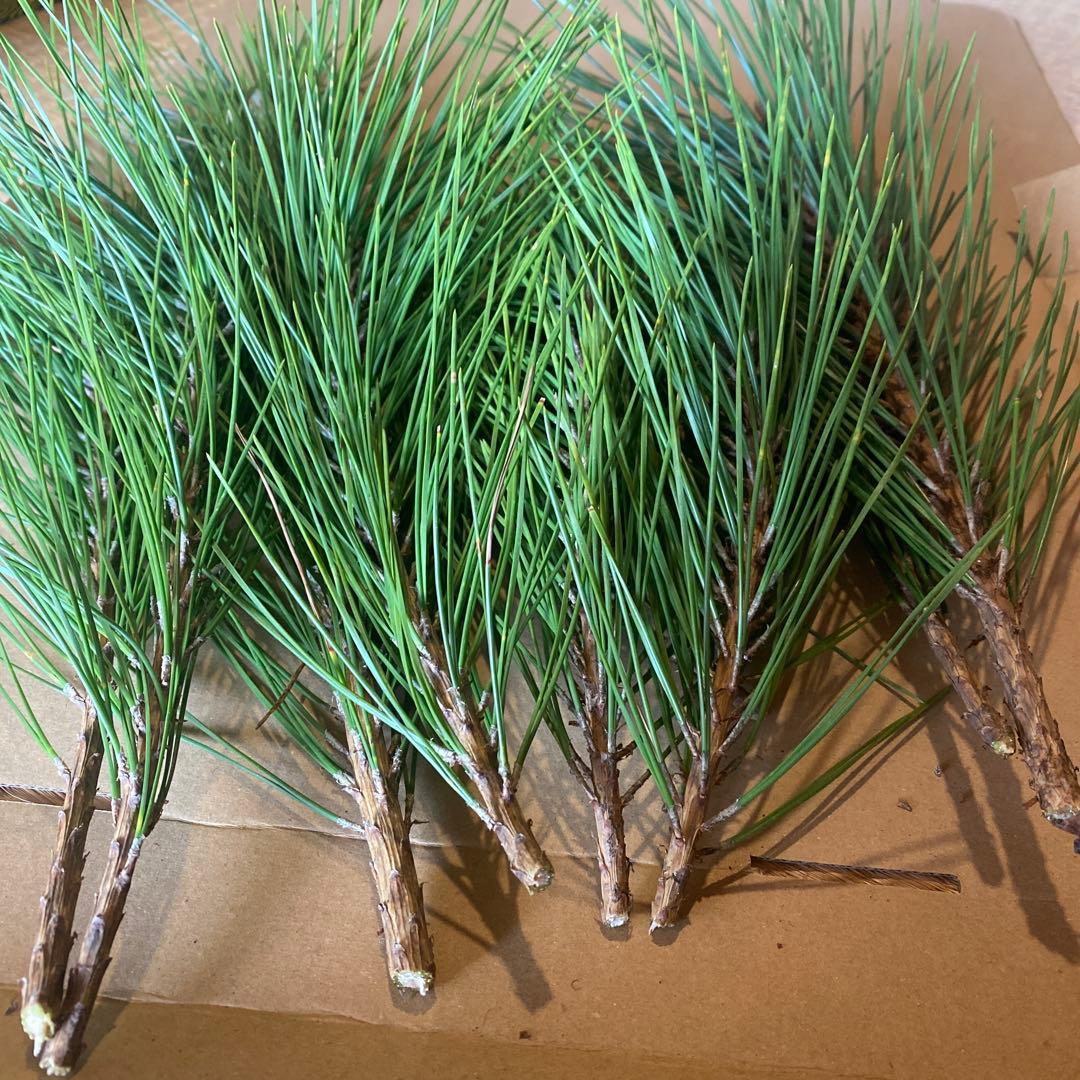 みかん箱2箱分パンパン詰めます　松葉　松枝　40cm前後目安