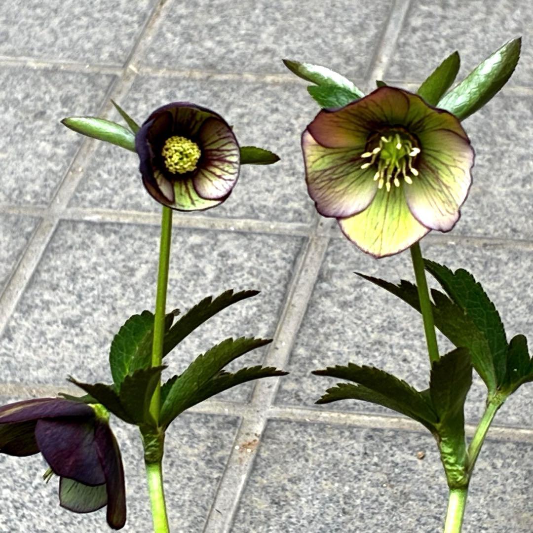 3876☘️2年間管理株☘️⭐️トルカータス交配⭐️小輪⭐️印象的⭐️広瀬園芸⭐️