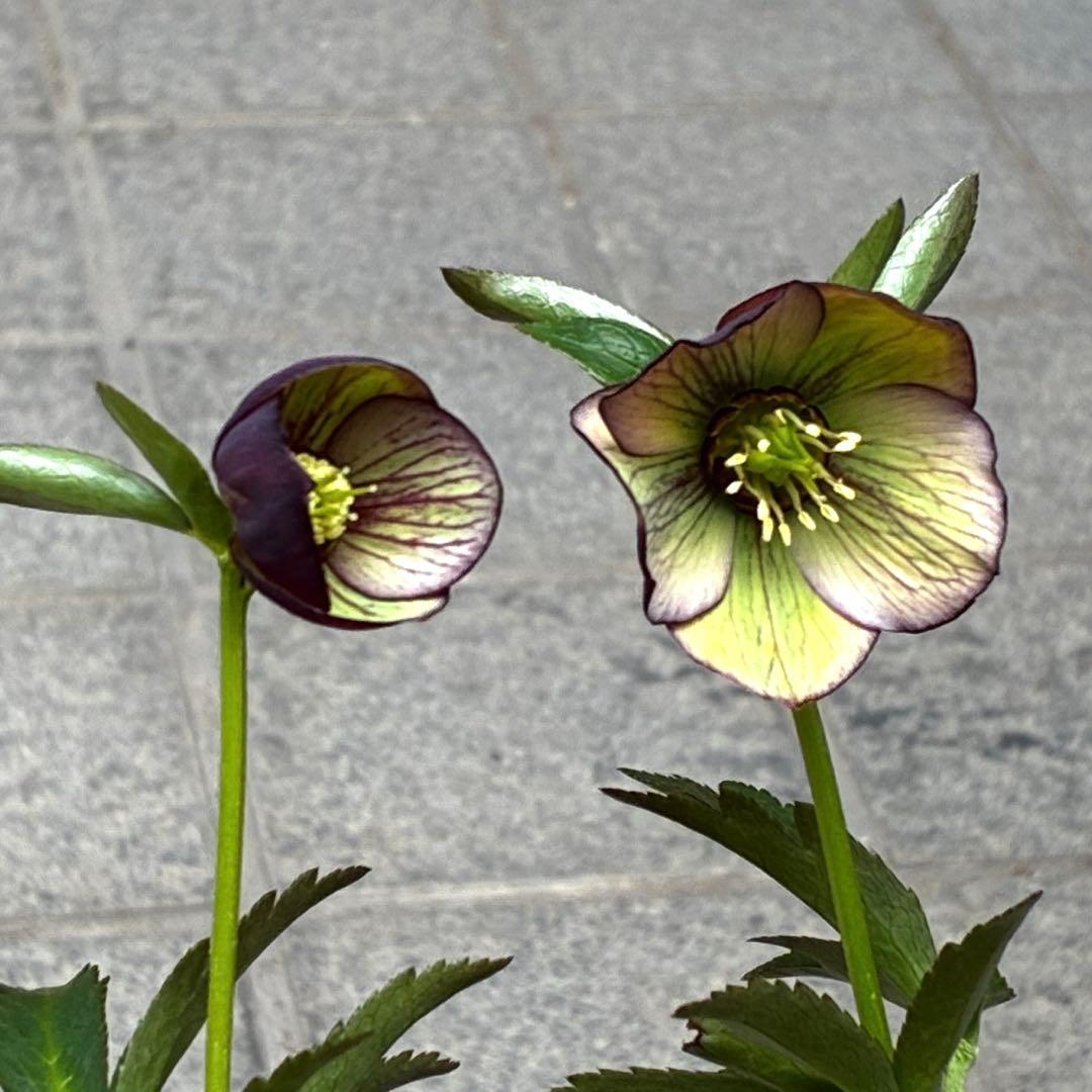 3876☘️2年間管理株☘️⭐️トルカータス交配⭐️小輪⭐️印象的⭐️広瀬園芸⭐️