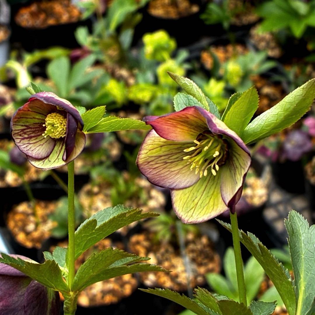 3876☘️2年間管理株☘️⭐️トルカータス交配⭐️小輪⭐️印象的⭐️広瀬園芸⭐️