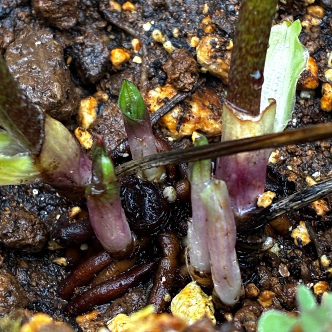 3876☘️2年間管理株☘️⭐️トルカータス交配⭐️小輪⭐️印象的⭐️広瀬園芸⭐️