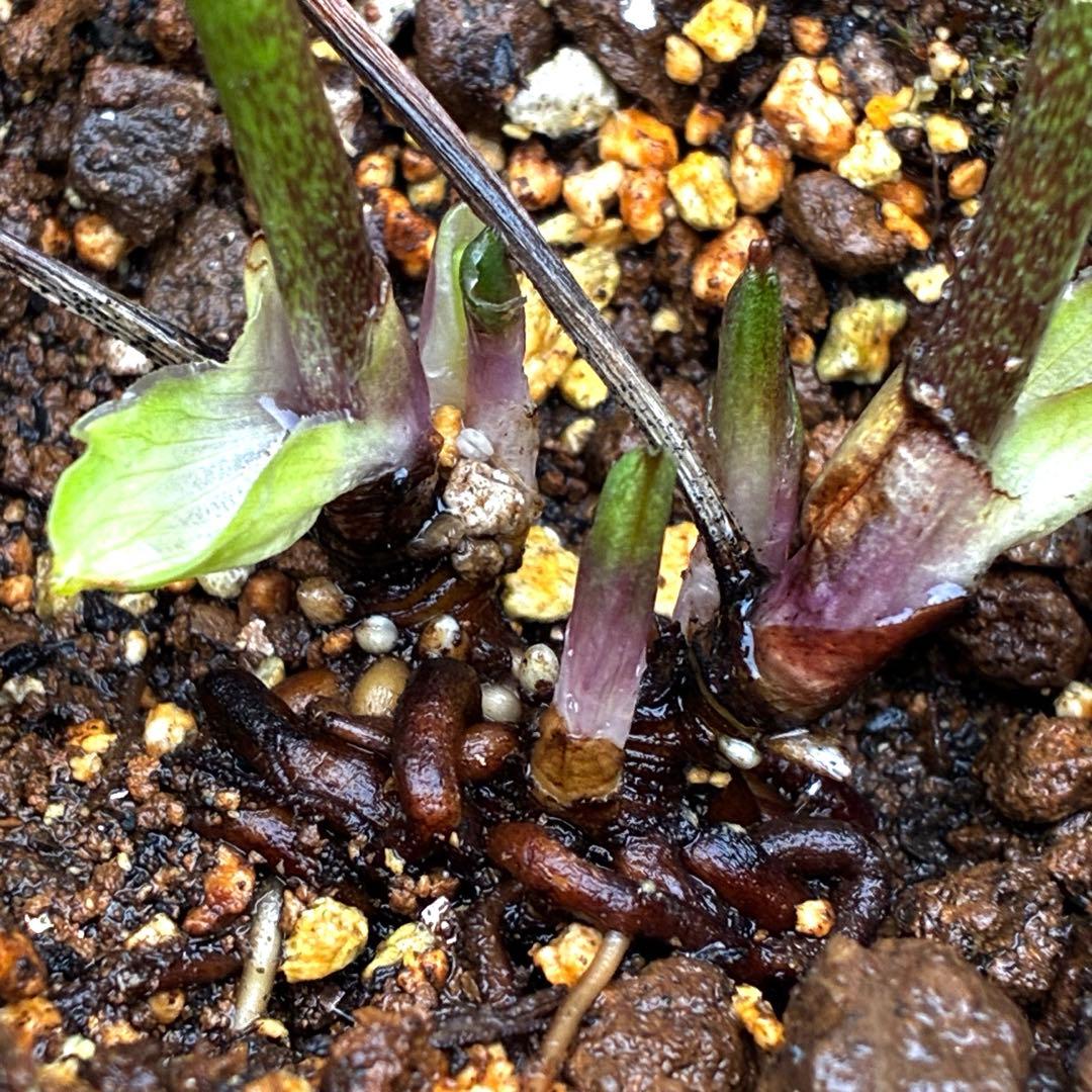 3876☘️2年間管理株☘️⭐️トルカータス交配⭐️小輪⭐️印象的⭐️広瀬園芸⭐️