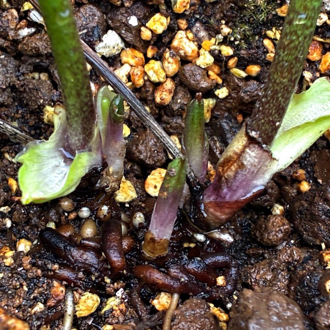 3876☘️2年間管理株☘️⭐️トルカータス交配⭐️小輪⭐️印象的⭐️広瀬園芸⭐️