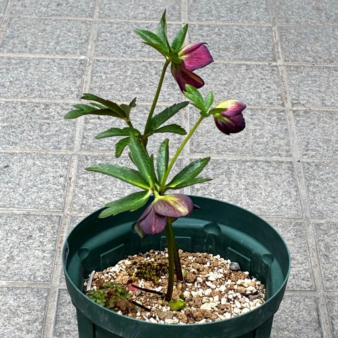 3876☘️2年間管理株☘️⭐️トルカータス交配⭐️小輪⭐️印象的⭐️広瀬園芸⭐️