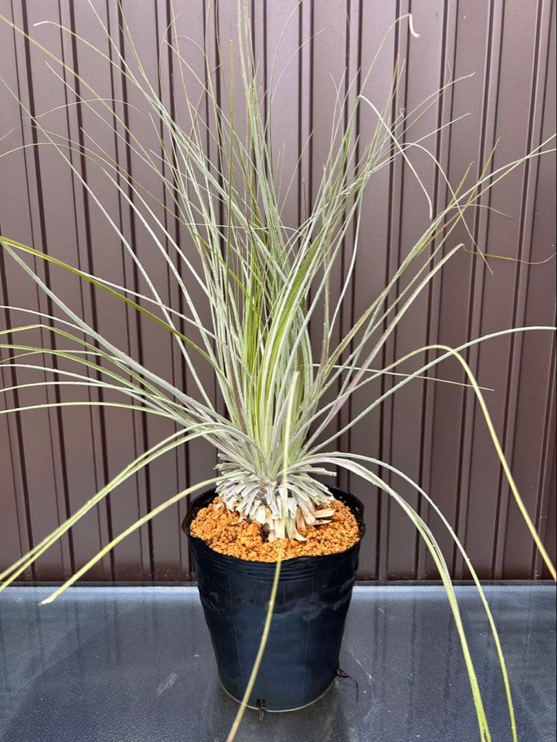 プヤ セルーレア S モンテロアナ 3ヘッド