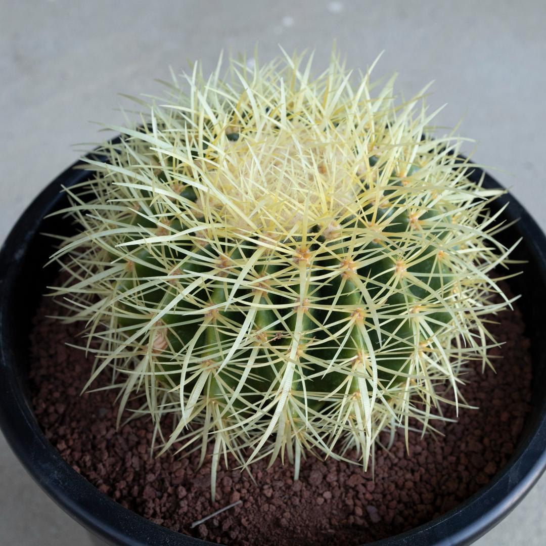 春からの地植えにオススメ　金鯱　サボテン　8号　金シャチ