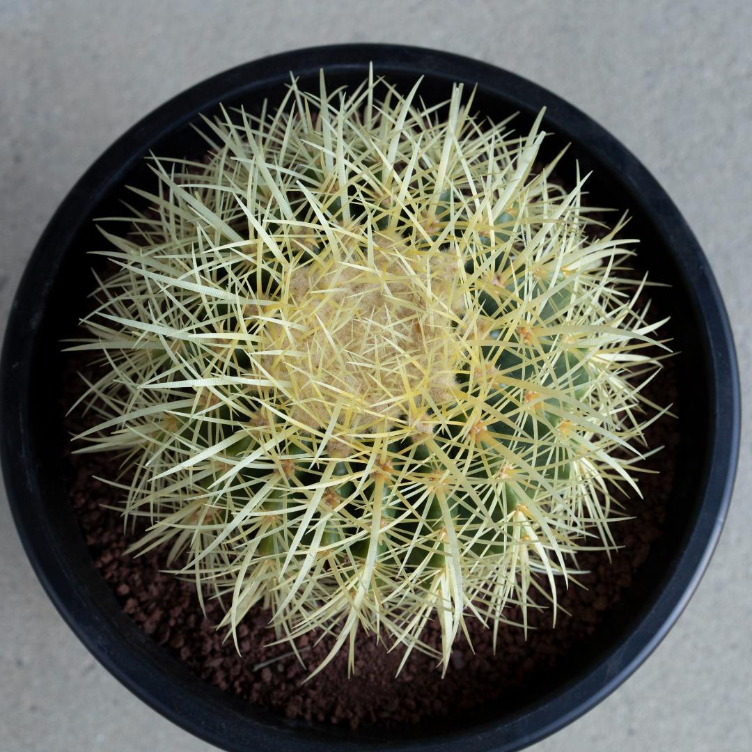 春からの地植えにオススメ　金鯱　サボテン　8号　金シャチ