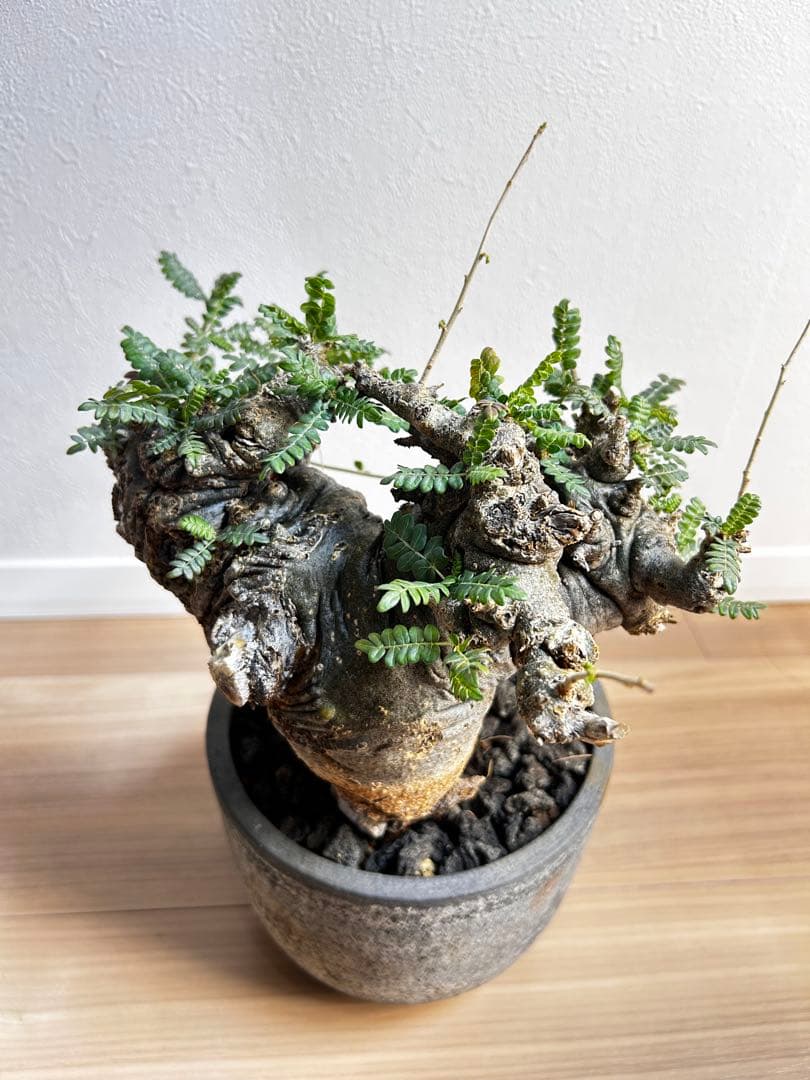 【発根済】ボスウェリア ネグレクタ