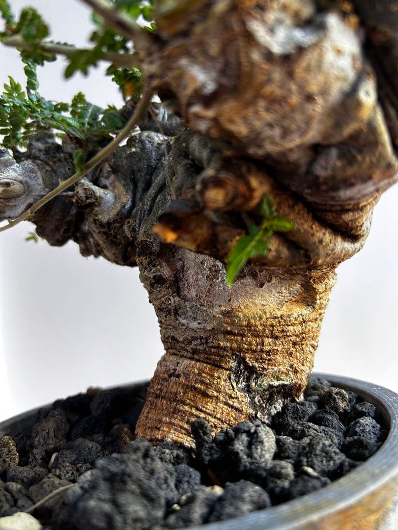 【発根済】ボスウェリア ネグレクタ