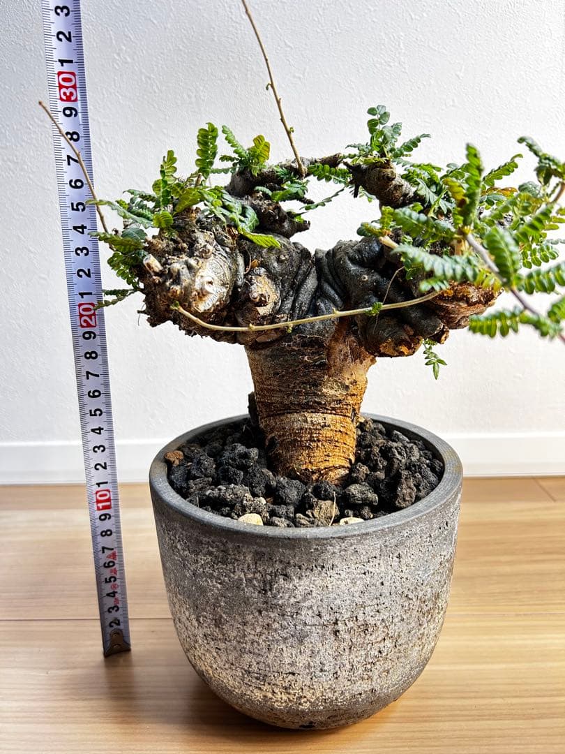 【発根済】ボスウェリア ネグレクタ